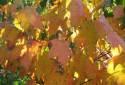Florida Maple - Acer barbatum