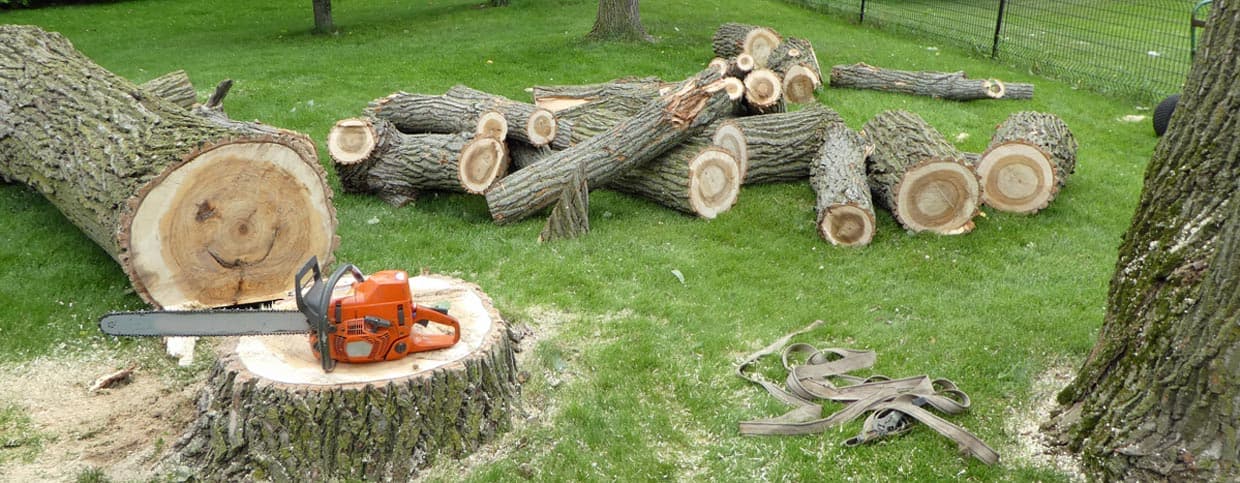Tree cutting carnage