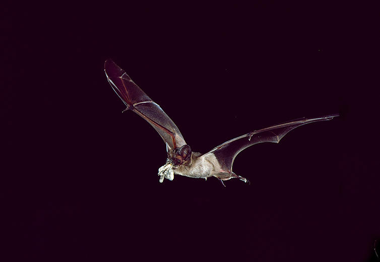 FreeTailEatingMoth-Photo_Merlin-Tuttles_Bat_Conservation