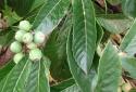 Loquat Tree - Erobotrya japonica