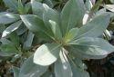Silver Buttonwood - Conocarpus erectus var. sericeus