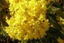 Yellow Tabebuia - Tabebuia chrysotricha