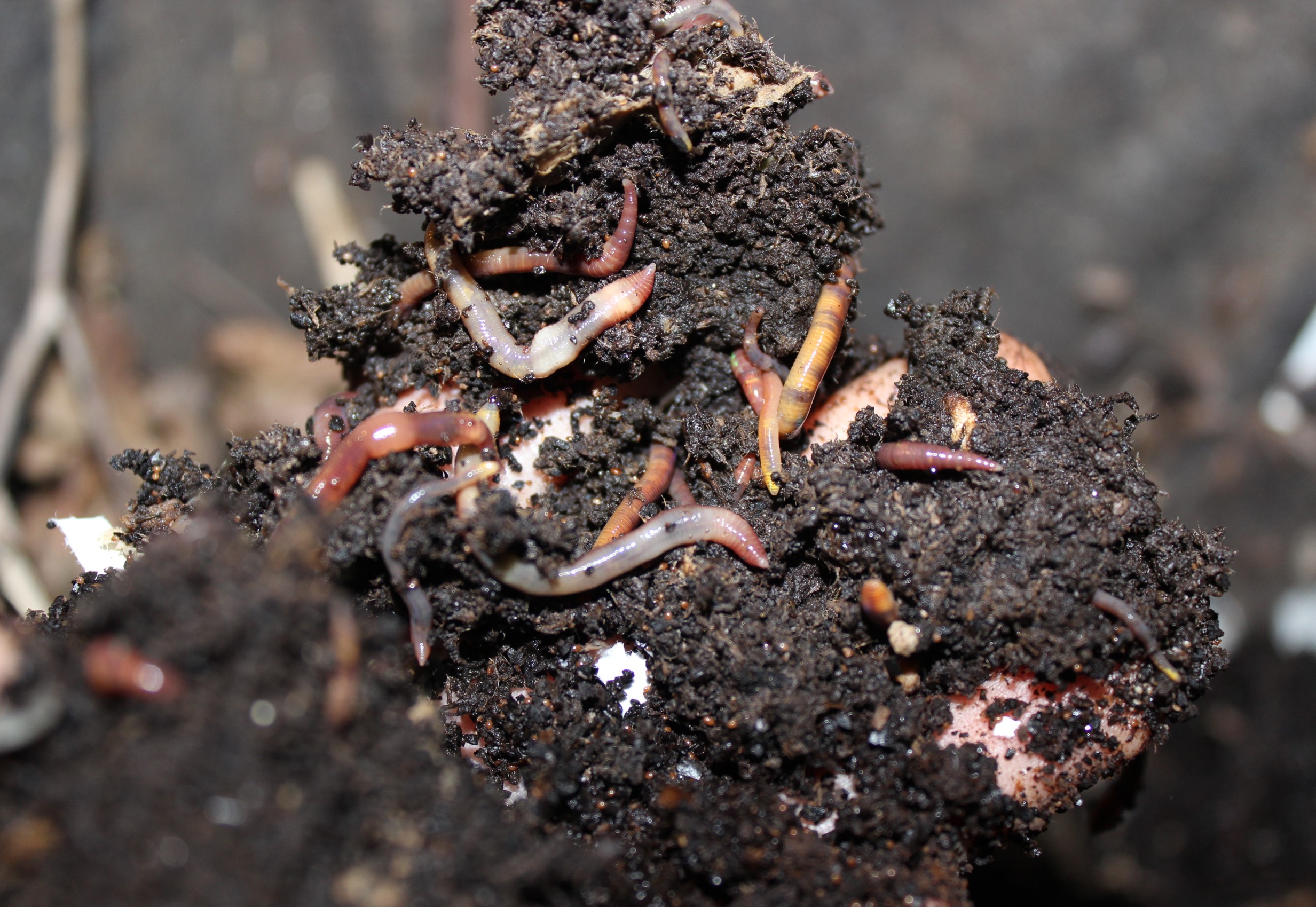 Worms in fresh compost held by hands