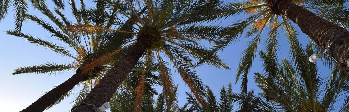 Palms at Curtis Hixton Park