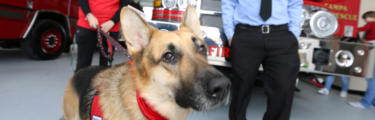 Dog in fire station with fire engine in background