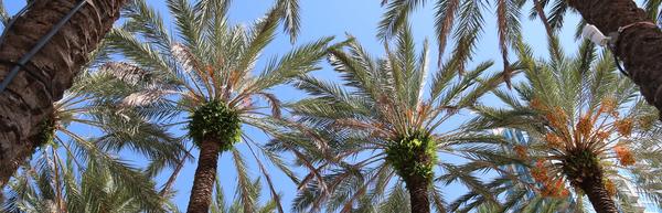 Looking up at palm trees at Curtis Hixon Park