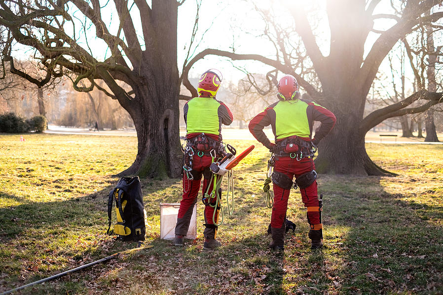 Two Arborists standing in front of trees