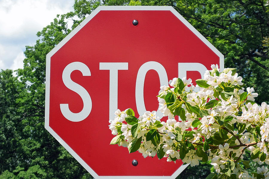 Stop Sign with Trees Growing over it