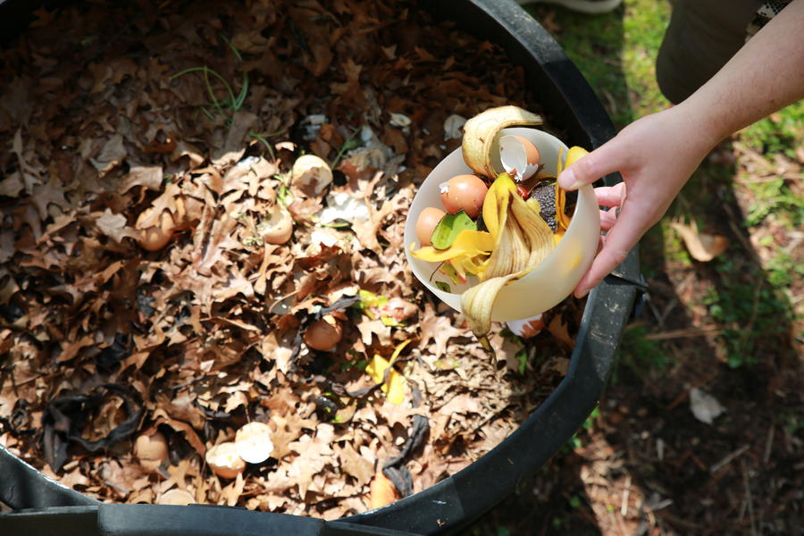Hands adding fruit scraps to compost pile with leaves