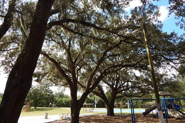 Tree-lined path in a park with a playground.