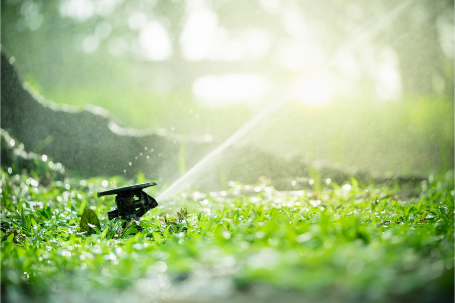 Sprinkler watering green grass, sunlight in the background.