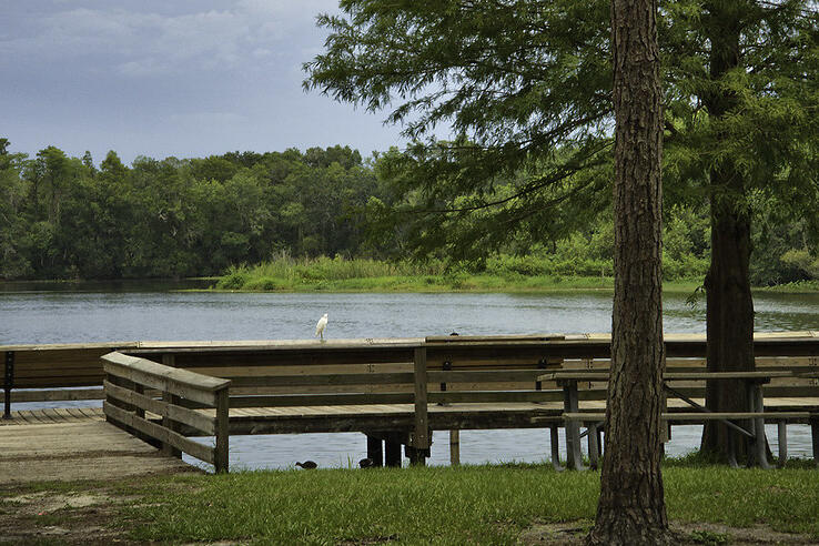 Tree canopy and lake view from a wooden deck.