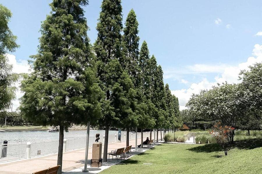 Trees lining a pathway in a managed urban forest area.
