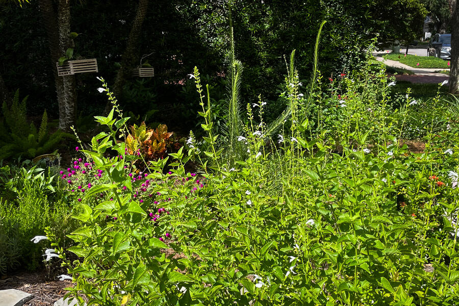 Lush garden with tall green plants and wildflowers in bright sunlight.