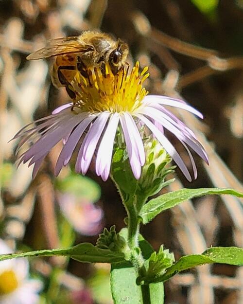 Bee collecting pollen on a blooming daisy-like flower in bright sunlight.