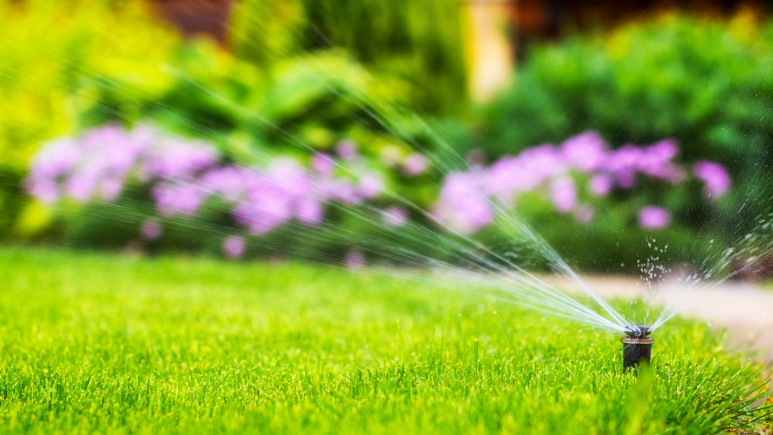Sprinkler watering green lawn with shrubs of purple flowers in the background.