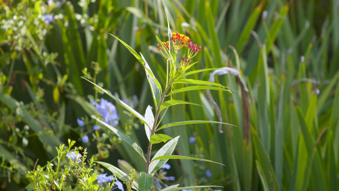 Water-wise garden with drought-tolerant plants and colorful flowers.