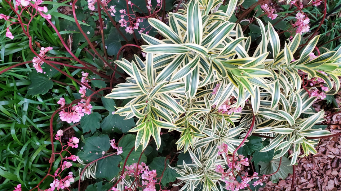 Variegated green and yellow plants surrounded by pink flowers in a garden.