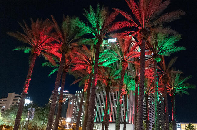 Colorfully lit Palm Trees at Curtis Hixon Waterfront Park