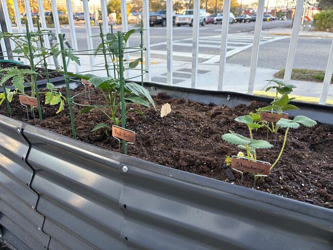 New garden bed with young plants.