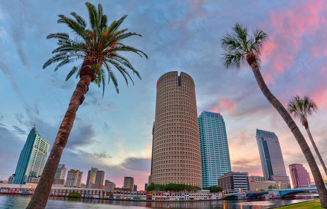 Tampa Skyline and palm trees