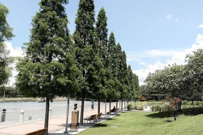 Urban green space with lined trees along a riverside walkway.