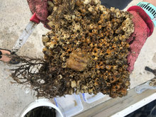 Smithsonian research project sample taken from the Tampa Convention Center boating docks