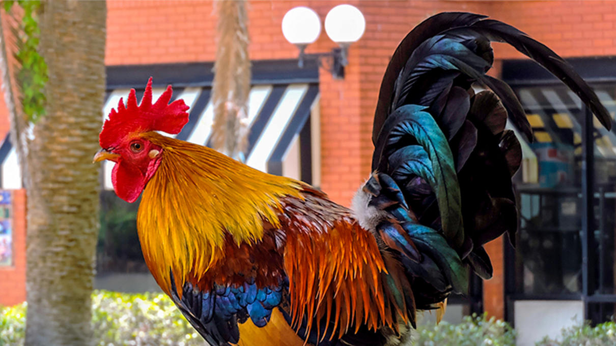 Ybor City Rooster in front of Business