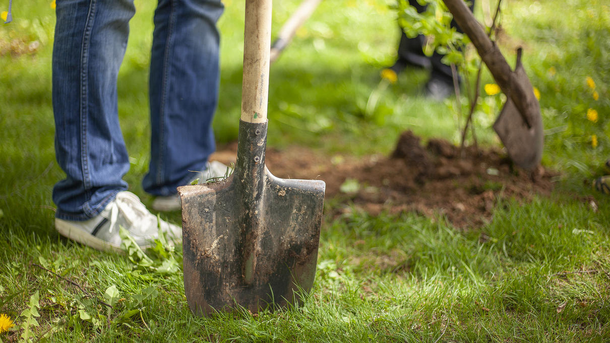 Two people with shovels planting a tree